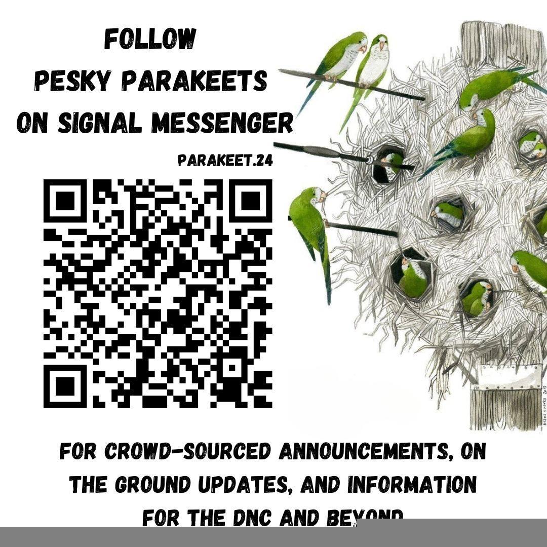 A flyer reading "follow pesky parakeets on signal messenger" with the username "parakeet.24", a QR code, and the description "for crowd-sourced announcements, on the ground updates, and information for the DNC and beyond." It features a nest of parakeets on a telephone pole.